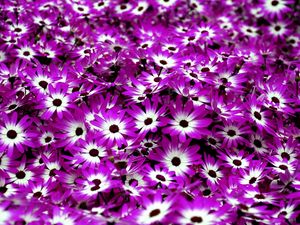 Preview wallpaper cineraria, flowers, two-color, bright