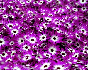 Preview wallpaper cineraria, flowers, two-color, bright