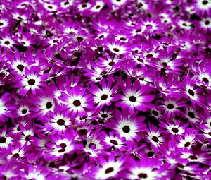 Preview wallpaper cineraria, flowers, two-color, bright