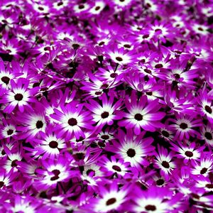Preview wallpaper cineraria, flowers, two-color, bright