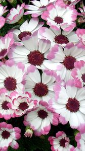 Preview wallpaper cineraria, flowers, two-color, flowerbed, leaves