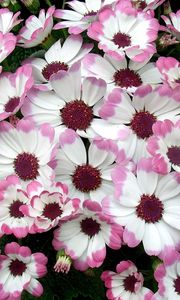 Preview wallpaper cineraria, flowers, two-color, flowerbed, leaves