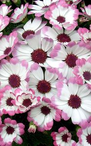 Preview wallpaper cineraria, flowers, two-color, flowerbed, leaves