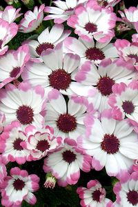 Preview wallpaper cineraria, flowers, two-color, flowerbed, leaves