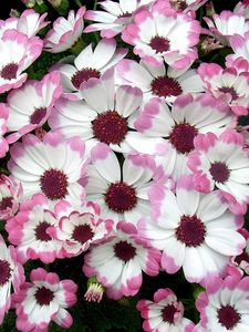 Preview wallpaper cineraria, flowers, two-color, flowerbed, leaves