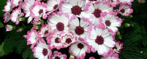 Preview wallpaper cineraria, flowers, two-color, flowerbed, leaves