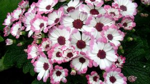 Preview wallpaper cineraria, flowers, two-color, flowerbed, leaves