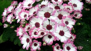 Preview wallpaper cineraria, flowers, two-color, flowerbed, leaves