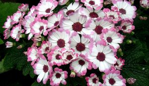 Preview wallpaper cineraria, flowers, two-color, flowerbed, leaves