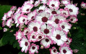 Preview wallpaper cineraria, flowers, two-color, flowerbed, leaves