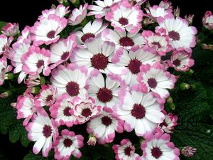 Preview wallpaper cineraria, flowers, two-color, flowerbed, leaves