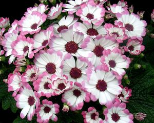 Preview wallpaper cineraria, flowers, two-color, flowerbed, leaves