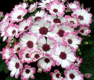 Preview wallpaper cineraria, flowers, two-color, flowerbed, leaves