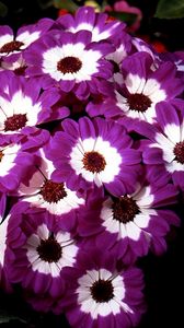 Preview wallpaper cineraria, flowers, two-color, flowerbed