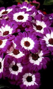 Preview wallpaper cineraria, flowers, two-color, flowerbed