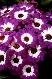 Preview wallpaper cineraria, flowers, two-color, flowerbed