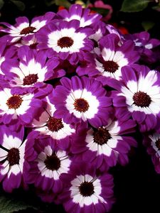 Preview wallpaper cineraria, flowers, two-color, flowerbed