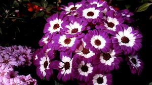 Preview wallpaper cineraria, flowers, two-color, flowerbed