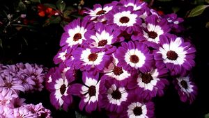 Preview wallpaper cineraria, flowers, two-color, flowerbed