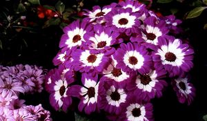 Preview wallpaper cineraria, flowers, two-color, flowerbed