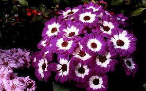 Preview wallpaper cineraria, flowers, two-color, flowerbed