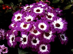 Preview wallpaper cineraria, flowers, two-color, flowerbed