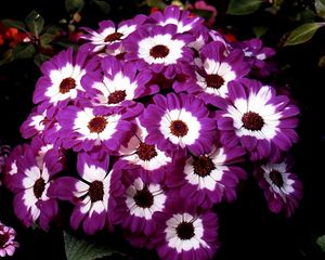 Preview wallpaper cineraria, flowers, two-color, flowerbed