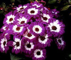 Preview wallpaper cineraria, flowers, two-color, flowerbed