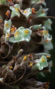 Preview wallpaper cistanche, flowers, buds, inflorescences, pollen