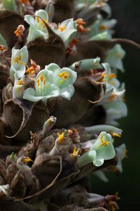 Preview wallpaper cistanche, flowers, buds, inflorescences, pollen