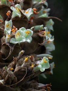 Preview wallpaper cistanche, flowers, buds, inflorescences, pollen