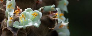 Preview wallpaper cistanche, flowers, buds, inflorescences, pollen