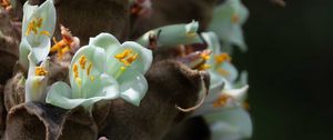 Preview wallpaper cistanche, flowers, buds, inflorescences, pollen