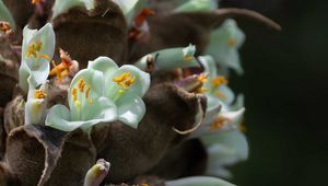 Preview wallpaper cistanche, flowers, buds, inflorescences, pollen