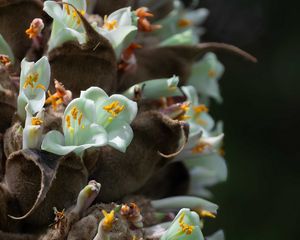 Preview wallpaper cistanche, flowers, buds, inflorescences, pollen