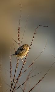 Preview wallpaper cisticole, bird, feathers, branches