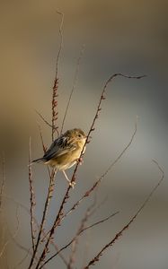 Preview wallpaper cisticole, bird, feathers, branches