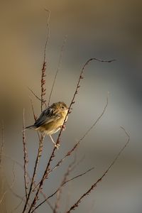 Preview wallpaper cisticole, bird, feathers, branches