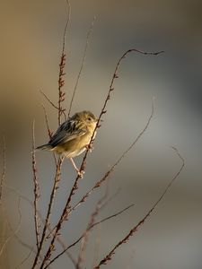 Preview wallpaper cisticole, bird, feathers, branches