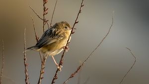 Preview wallpaper cisticole, bird, feathers, branches