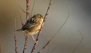 Preview wallpaper cisticole, bird, feathers, branches