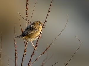 Preview wallpaper cisticole, bird, feathers, branches