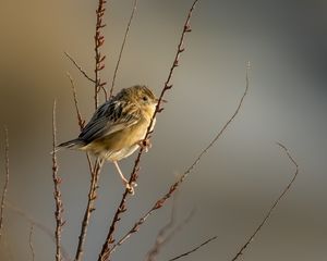 Preview wallpaper cisticole, bird, feathers, branches