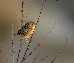 Preview wallpaper cisticole, bird, feathers, branches