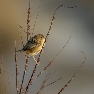 Preview wallpaper cisticole, bird, feathers, branches