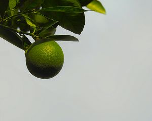 Preview wallpaper citrus, fruit, tree, plant