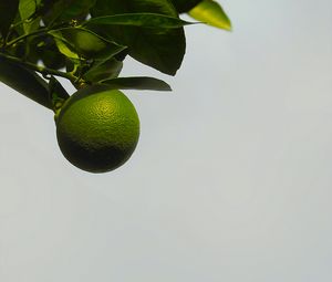 Preview wallpaper citrus, fruit, tree, plant