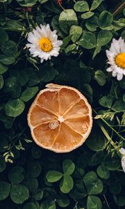 Preview wallpaper citrus, slice, dry, flowers, leaves, macro