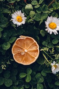 Preview wallpaper citrus, slice, dry, flowers, leaves, macro