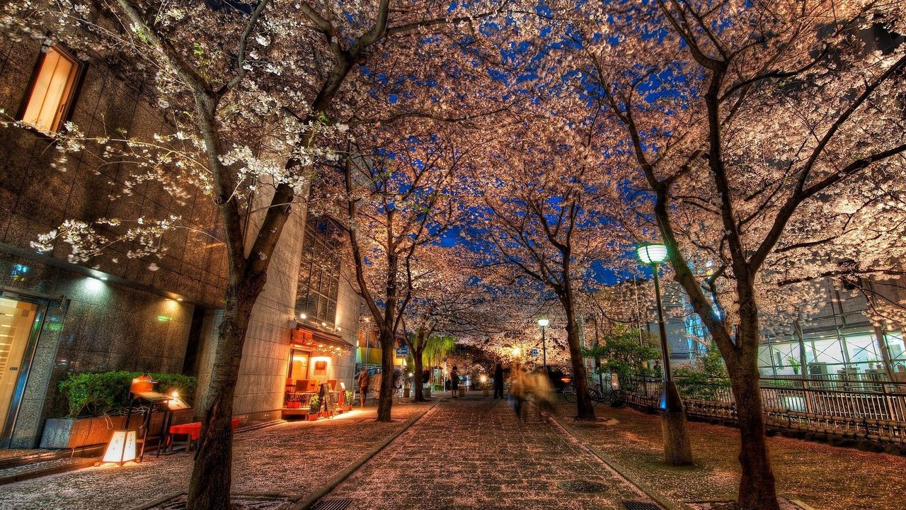 Wallpaper city, alley, trees, night, park, hdr